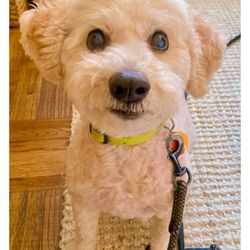 Towne House Grooming & Pet Supplies - stevie wonder