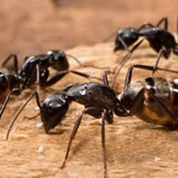 The Killers Pest Control