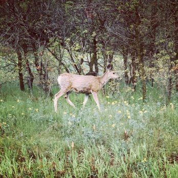 Castlewood Canyon State Park - Deer! - Parks Near Me - Franktown, Colorado