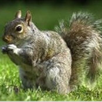 Pest Control Solutions - Pest Control Near Me Pest Control Solutions - Pest Control Near Me