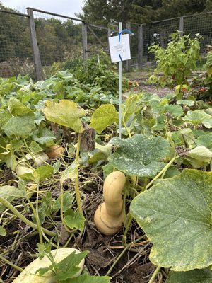 Seed Savers Exchange by null