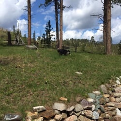 Bear Den Cabin - The back yard