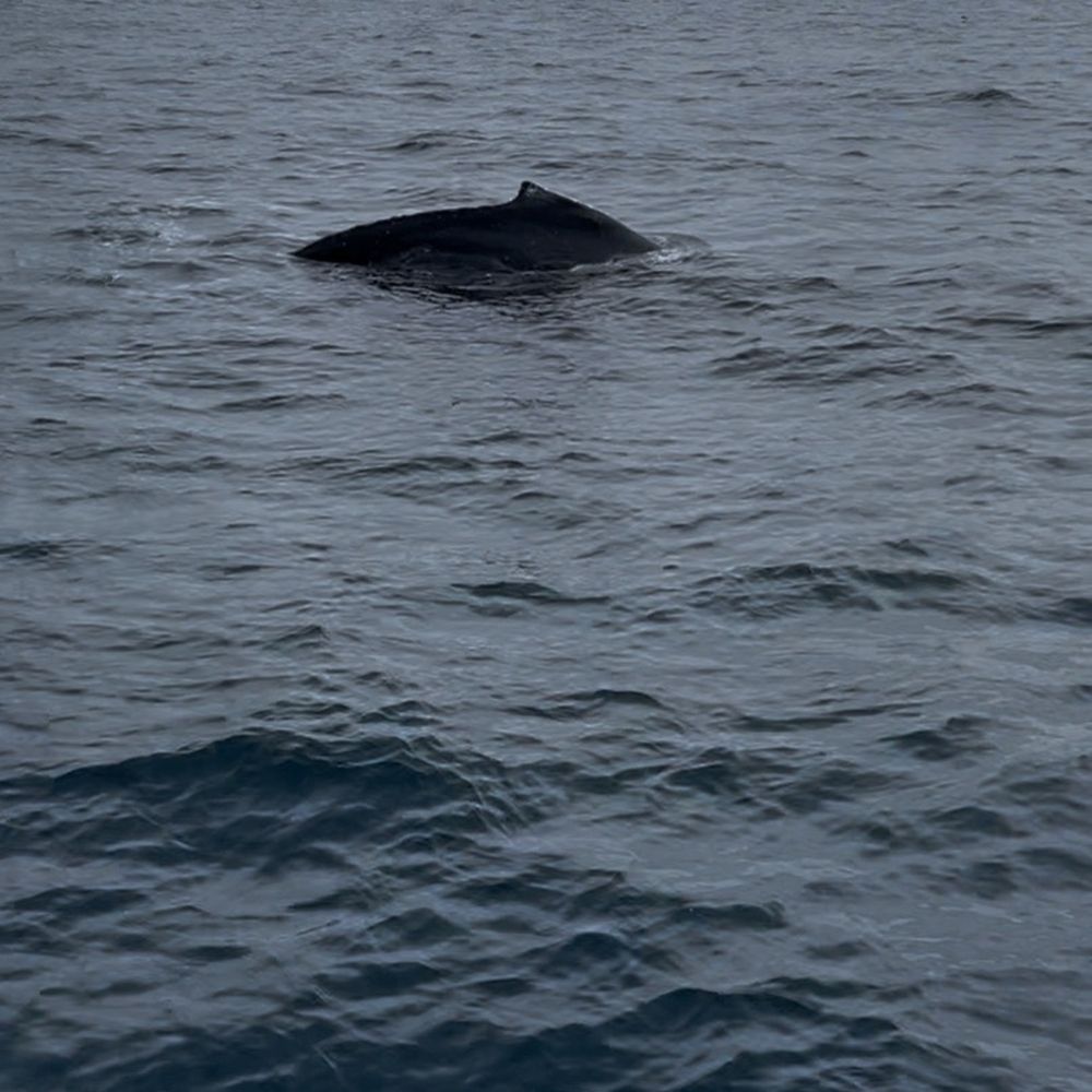 Humpback whale Humpback whale