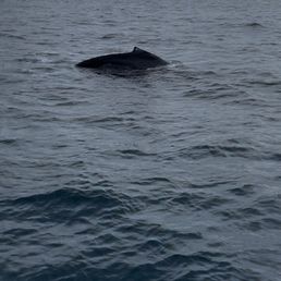 Humpback whale Humpback whale
