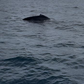 Discovery Whale Watch - Humpback whale - Whale Watching Tours Near Me - Monterey, California Discovery Whale Watch - Humpback whale - Whale Watching Tours Near Me - Monterey, California