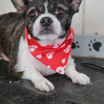 April's Dog Grooming - Pet Groomers Near Me