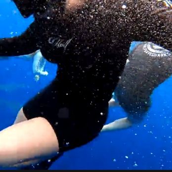 One Ocean Diving - Free Diving Near Me - Haleiwa, Hawaii