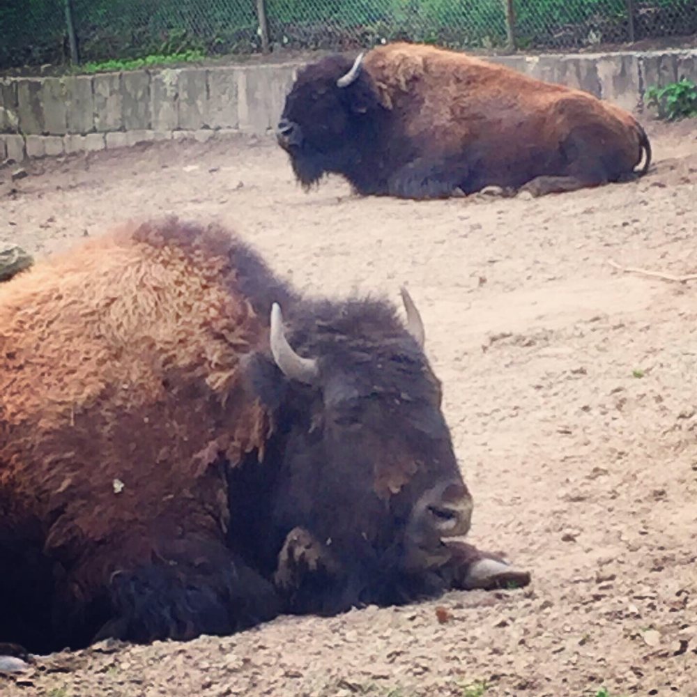 High Park Zoo - Zoos Near Me - Toronto, Ontario High Park Zoo - Zoos Near Me - Toronto, Ontario