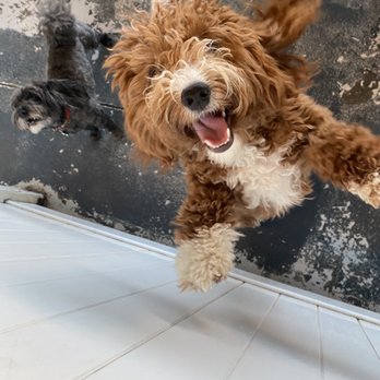 We Dog Care - Katsu having fun at We Dog Care! - Pet Sitting Near Me - San Jose, California We Dog Care - Katsu having fun at We Dog Care! - Pet Sitting Near Me - San Jose, California