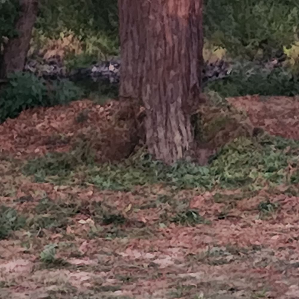 Funky Monkey Tree Service - Tree Services Near Me Funky Monkey Tree Service - Tree Services Near Me