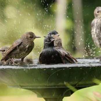 Eliot's Landscape - Landscape Design Experts List 3 Great Water Features for the Yard - Landscaping Near Me - Bulverde, Texas