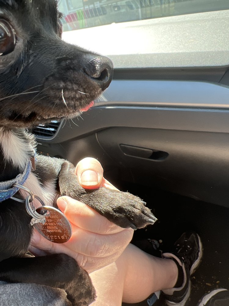 AFFORDABLE DOG GROOMING Updated September 2024 1409 Rock Rd, De