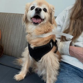 ABC Pet Clinic - Veterinarians Near Me - San Ramon, California