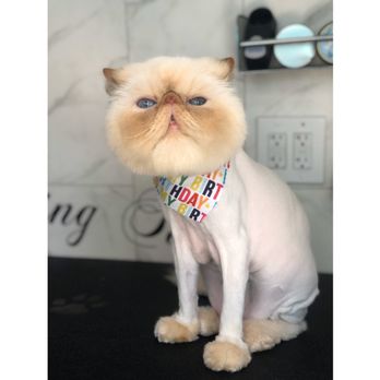 Meowz N Growlz - Pet Groomers Near Me Meowz N Growlz - Pet Groomers Near Me