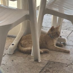 Tuna the cat Tuna the cat