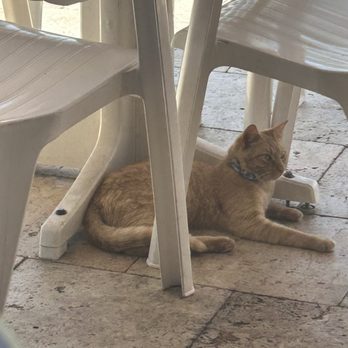 Salty Dog Cafe - Tuna the cat - Seafood Near Me - Seabrook Island, South Carolina Salty Dog Cafe - Tuna the cat - Seafood Near Me - Seabrook Island, South Carolina