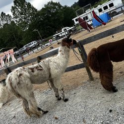 Ellaberry Llama Farm