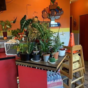 Los Cantaros - Plants - Mexican Near Me - San Leandro, California