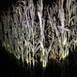Heap's Giant Pumpkin Farm - Flashlight  maze