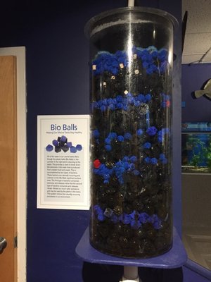 Cape Cod Museum Of Natural History by null