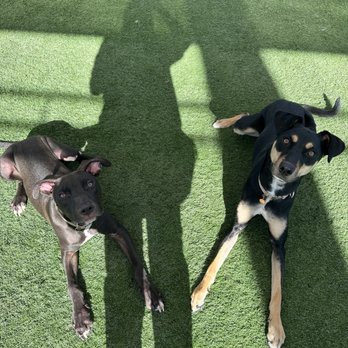 HaloK-9 - Pet Training Near Me - West Covina, California HaloK-9 - Pet Training Near Me - West Covina, California