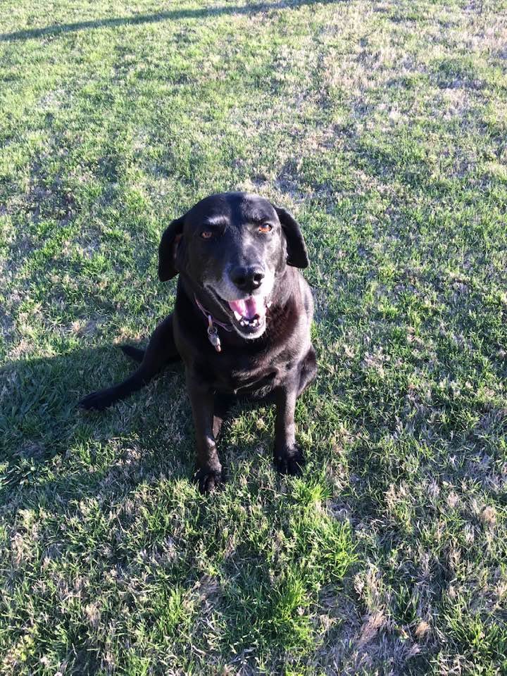 WINDSONG KENNELS Updated August 2024 19 Reviews 6275 Fm 1830