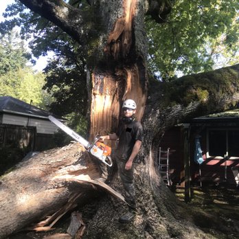 Sun Bear Tree Care - Tree Services Near Me - Portland, Oregon