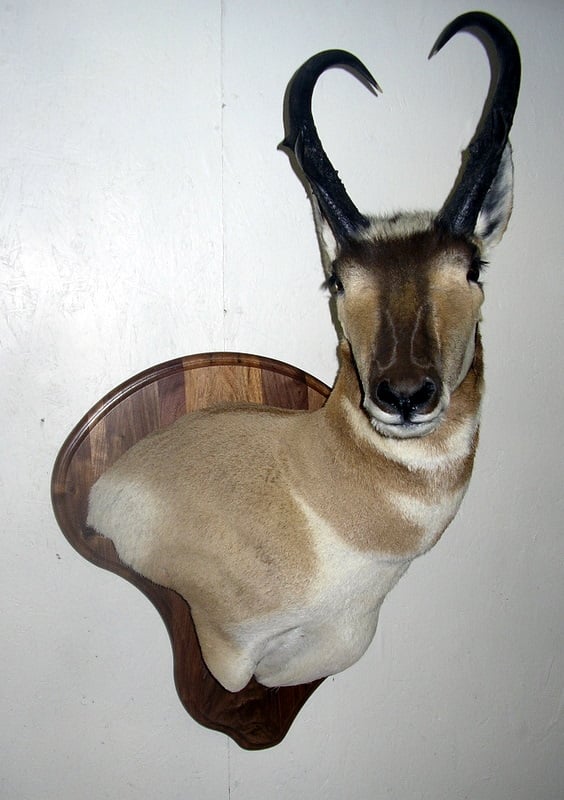 Todds Taxidermy - taxidermy in Heber City, UT