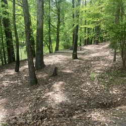 Clark Creek South Campground - Tress