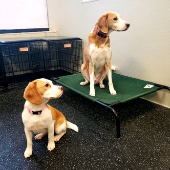 Dogtopia Redmond - Paying good attention during manners practice - Pet Boarding Near Me - Redmond, Washington