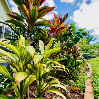 Green Thumb Therapy - My yard - Nurseries & Gardening Near Me - Kaneohe , Hawaii