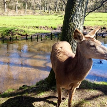 Wildpark Eekholt - Schöne Wald- und Moor-Landschaft mit mäandernden Bachläufen - Zoos Near Me - Großenaspe, SH