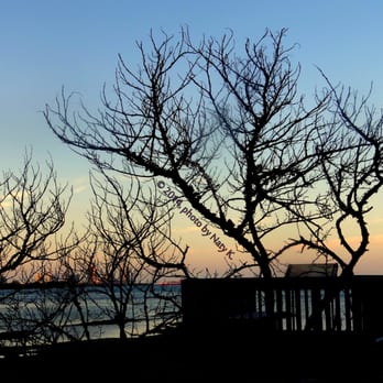 Bear Cut Preserve - View from boardwalk bridge shows South Beach skyline amongst the branches. - Hiking Near Me - Key Biscayne, Florida