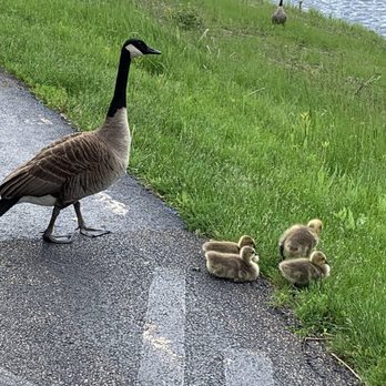 Lake Arlington - Baby geese - Lakes Near Me - Arlington Heights, Illinois Lake Arlington - Baby geese - Lakes Near Me - Arlington Heights, Illinois