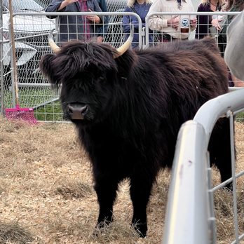 Scottish Highland Games - Festivals Near Me - Winter Springs, Florida