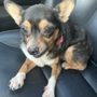 Pawtique Pet Grooming Salon