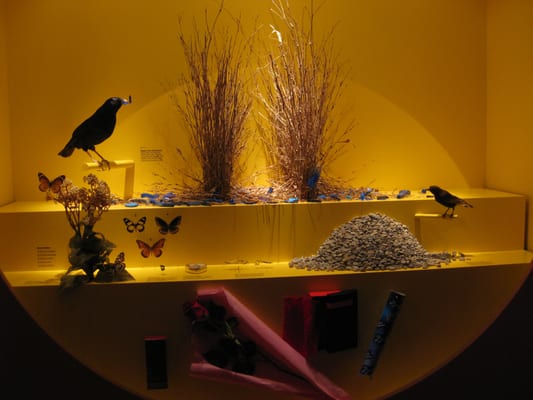 Naturhistorisches Museum Bern by null