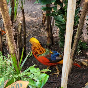Bloedel Conservatory - golden pheasant! - Botanical Gardens Near Me - Vancouver, British Columbia
