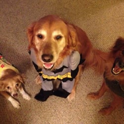 Pacific Coast Pet Training - Sit. Good dogs!
