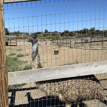 Ostrichland USA - Attraction Farms Near Me - Solvang, California Ostrichland USA - Attraction Farms Near Me - Solvang, California