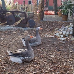 Thanksgiving Farm - Ducks get to roam free at Thanksgiving Farms on Aurora's West Side.