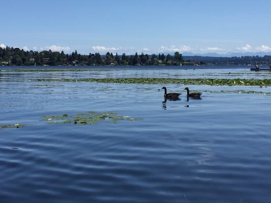 University of Washington Waterfront Activities Center (WAC) by null