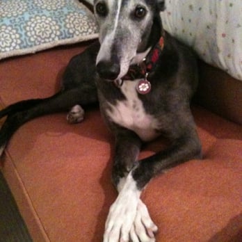 Greyhound Friends - Jeannie - Animal Shelters Near Me - Hopkinton, Massachusetts Greyhound Friends - Jeannie - Animal Shelters Near Me - Hopkinton, Massachusetts