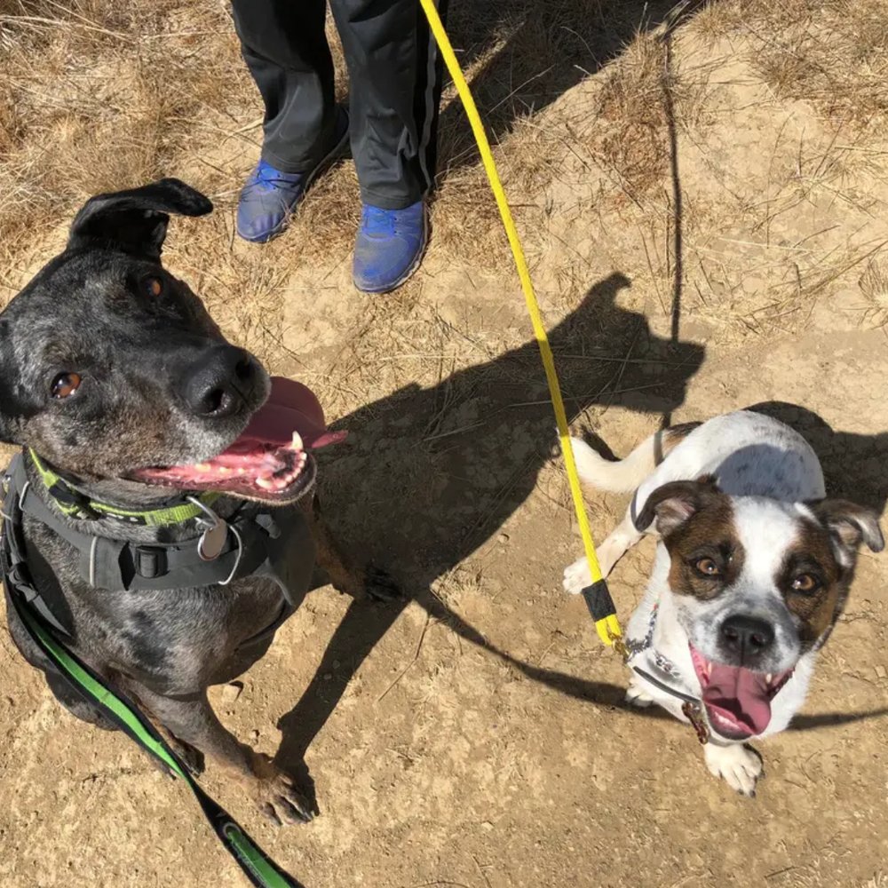 THE BEST 10 Animal Shelters in VACAVILLE, CA - Field of Dreams Rescue, Solano  County SPCA, Humane Animal Services - Quality & Affordability - Updated  2026 - Yelp