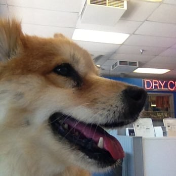 Valentine Laundry - My doggie at Valentine Laundry keeping cool - Laundromat Near Me - Palm Desert, California Valentine Laundry - My doggie at Valentine Laundry keeping cool - Laundromat Near Me - Palm Desert, California