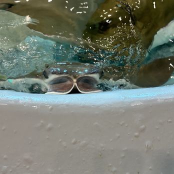 Stingray Reef - Aquariums Near Me - Kemah, Texas Stingray Reef - Aquariums Near Me - Kemah, Texas