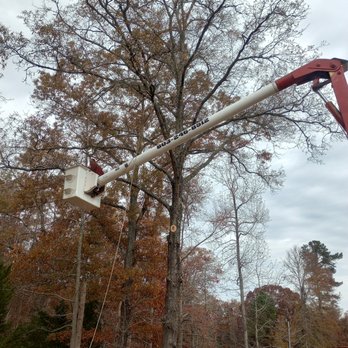 Tree Pros - Trimming trees on property line topping river birch over new deck removing dead pine tree - Tree Services Near Me Tree Pros - Trimming trees on property line topping river birch over new deck removing dead pine tree - Tree Services Near Me