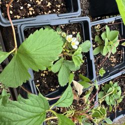 Native Plant Nursery - Strawberry plants