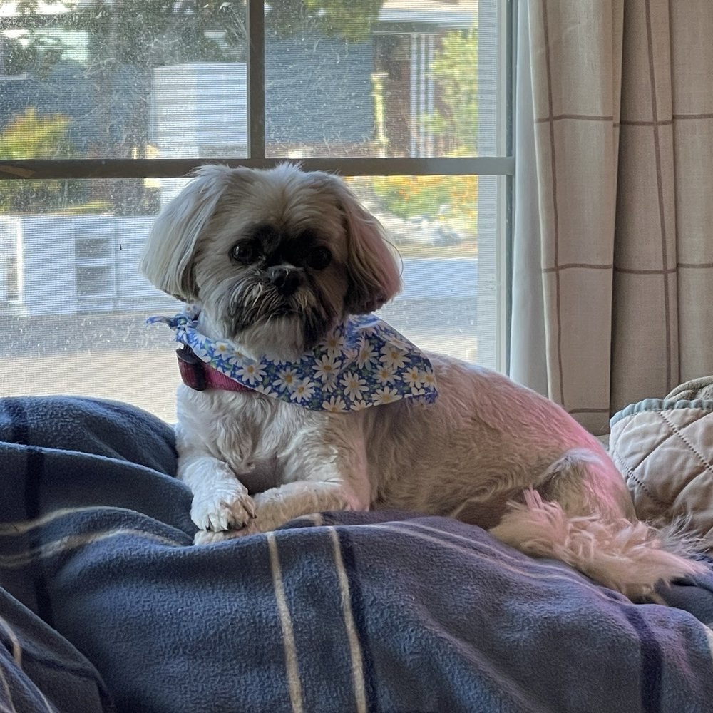 That's So Fetch - Roxy - Pet Groomers Near Me - Montclair, California That's So Fetch - Roxy - Pet Groomers Near Me - Montclair, California