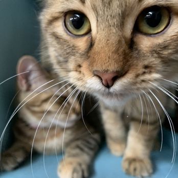 The Casual Cat Cafe - Pet Stores Near Me - Richland Hills, Texas